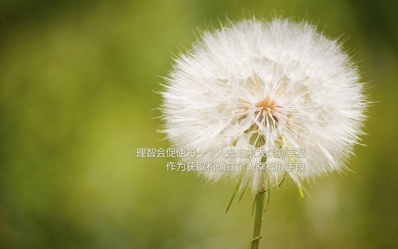 幸福文字桌面壁纸