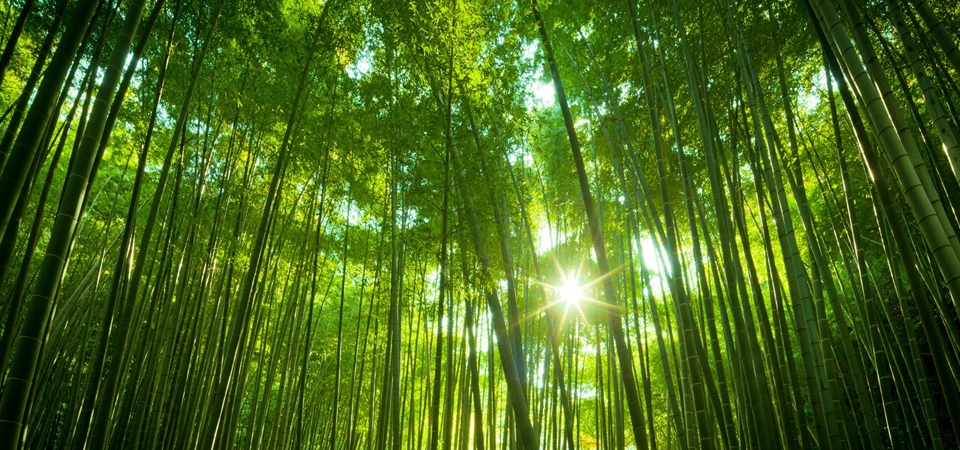 日本竹林，绿色竹海，太阳，竹林风景桌面壁纸