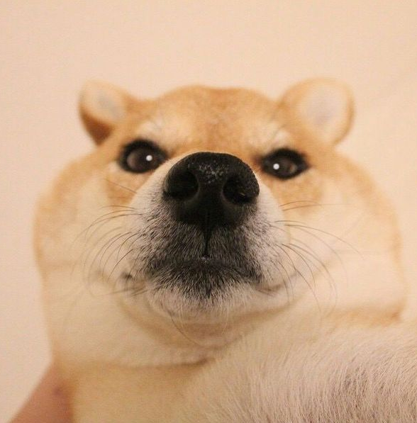 一只大脸汪