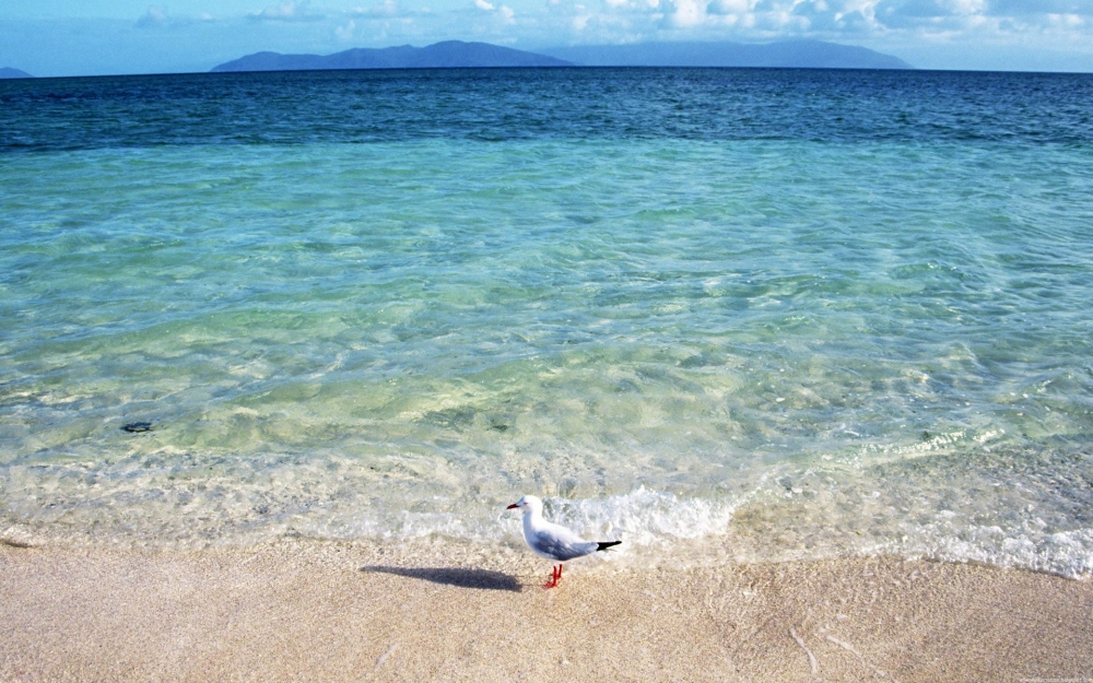 海鸟风景壁纸