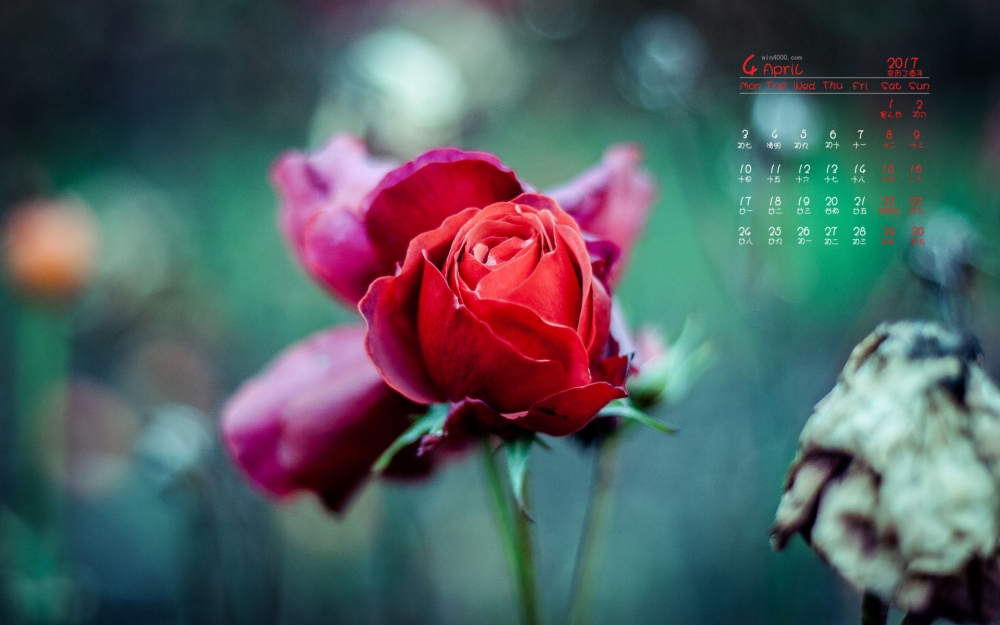 2017年4月唯美红色花卉植物高清图片日历壁纸