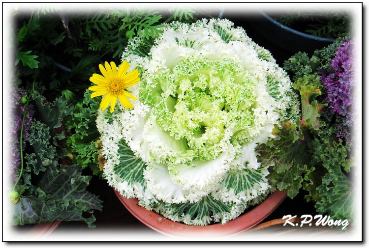 美丽漂亮的创意鲜花花卉植物图片