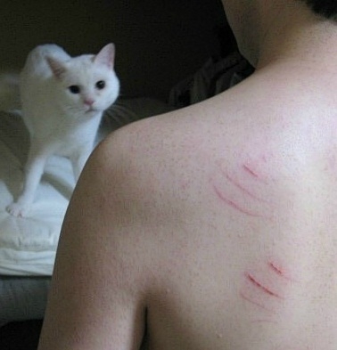 说！你是不是有别的猫了