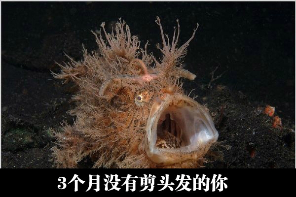这种鱼应该没人鱼愿意吃它吧……