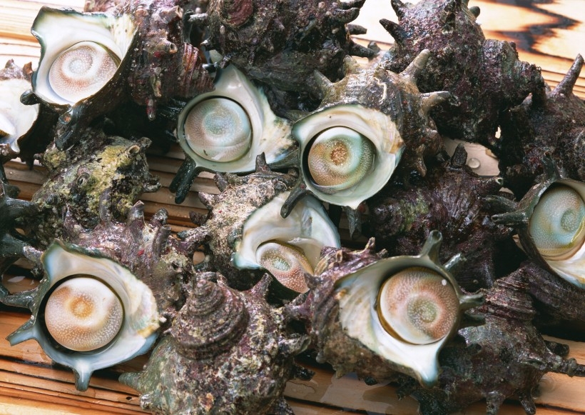 鲜嫩多汁的贝类海鲜图片