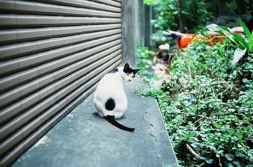 ALVzz：只做你的铲屎官