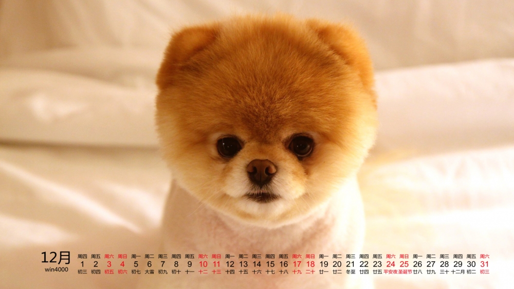 2016年12月日历可爱的小狗高清电脑桌面壁纸