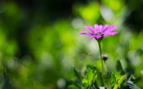 小清新风格花卉桌面壁纸