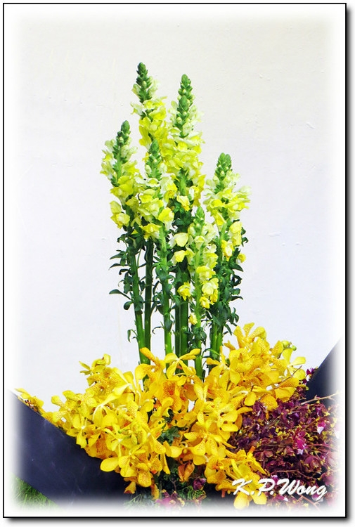 美丽漂亮的创意鲜花花卉植物图片