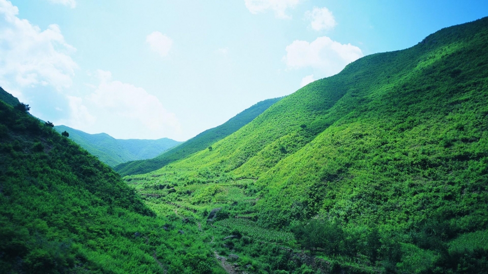 风景壁纸绿色护眼草原桌面