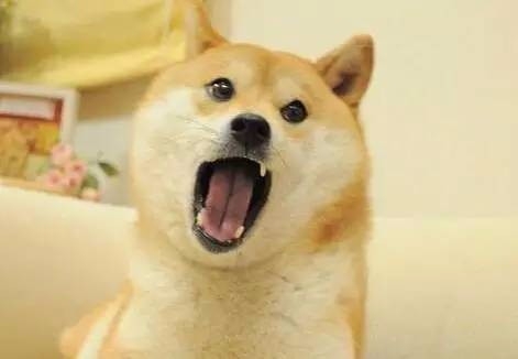 家里有只柴犬是一件多高兴的事情