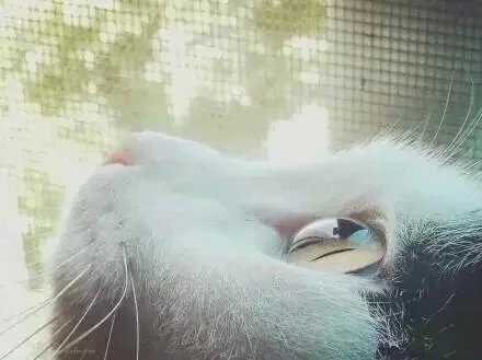 水晶球般的眸 美得让人窒息