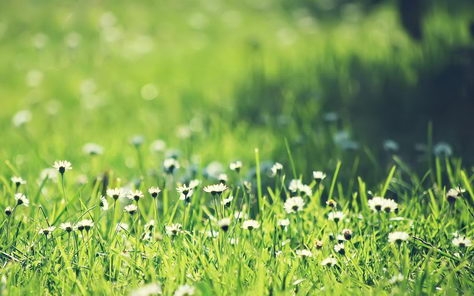 小清新风格花卉桌面壁纸