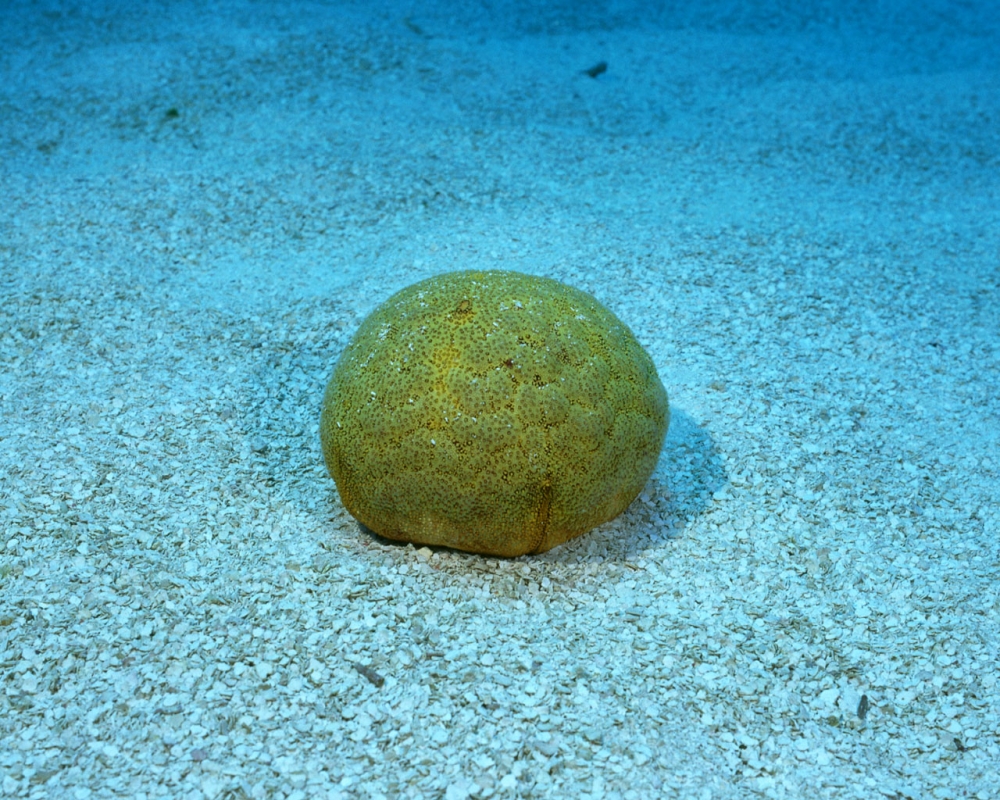 珊瑚海葵 第一辑