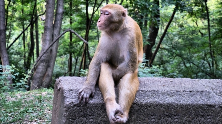 黔灵山上大师兄猴子电脑壁纸