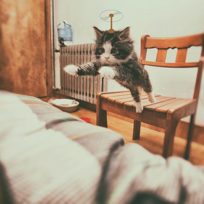 猫 | 控