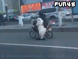 玩滑板的小狗