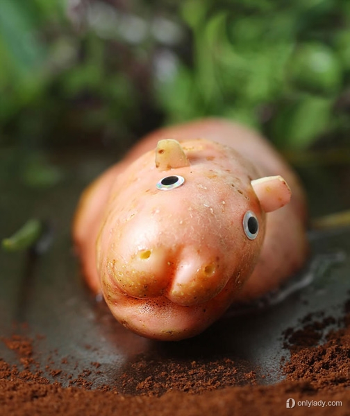 美食总动员创意摄影