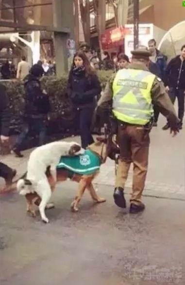 这应该算是当街袭警了吧