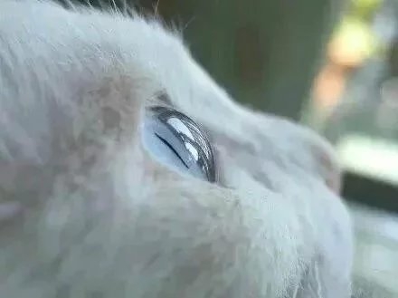 水晶球般的眸 美得让人窒息