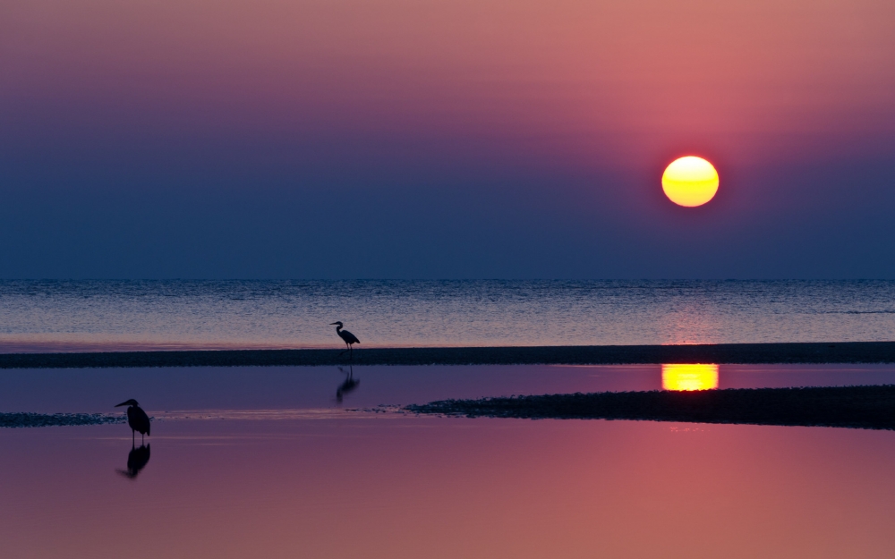 海鸟风景壁纸