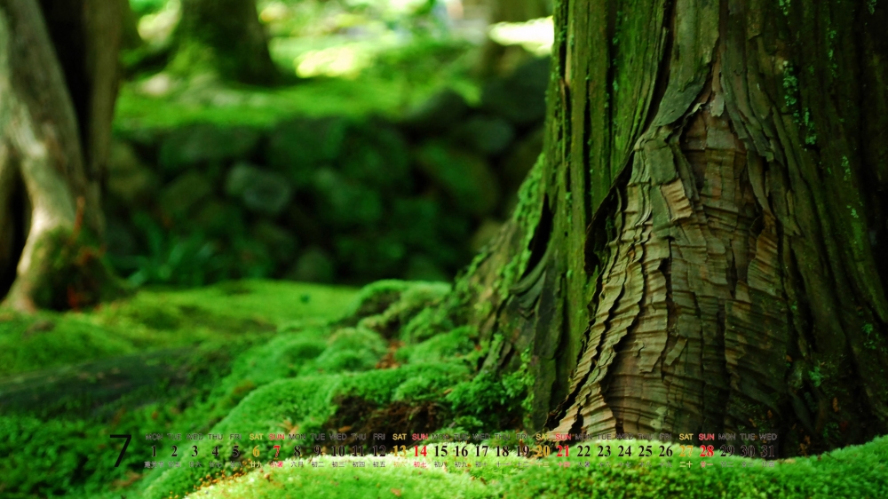 2013年7月桌面风景日历绿色植物