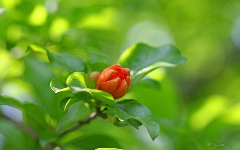 摄影红艳艳的石榴花高清花卉图片