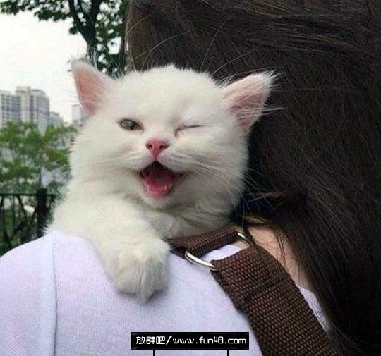 猫咪：臭屌丝羡慕吗？