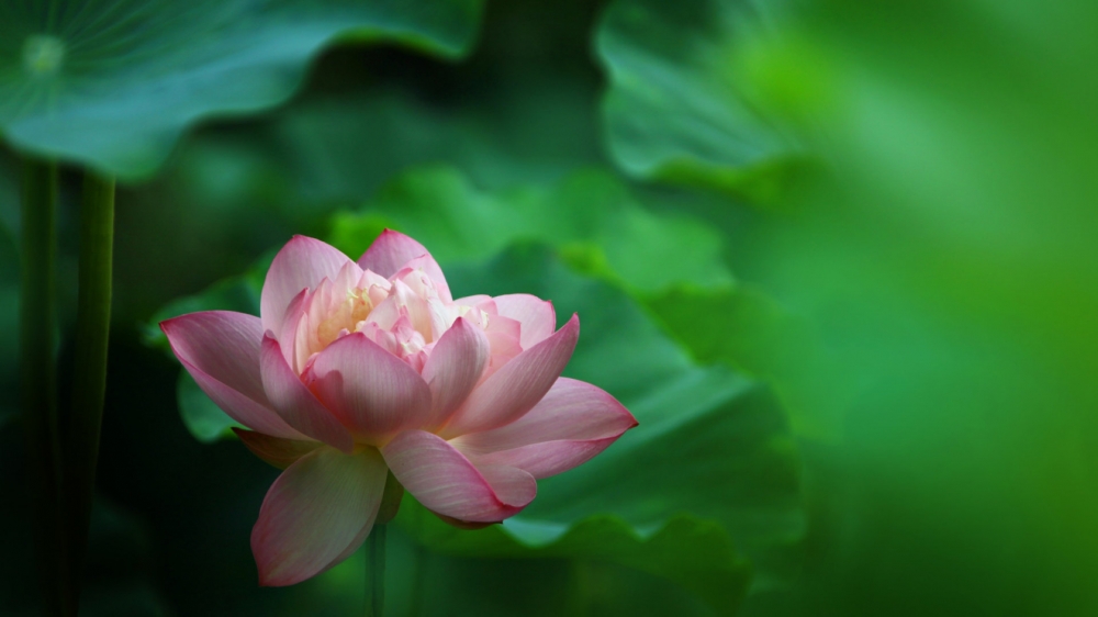 妩媚荷花图片壁纸