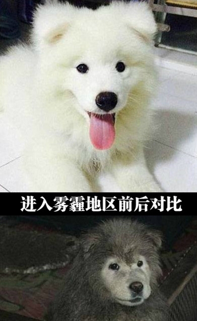 每次洗得干干净净，一天后就变下面那样了