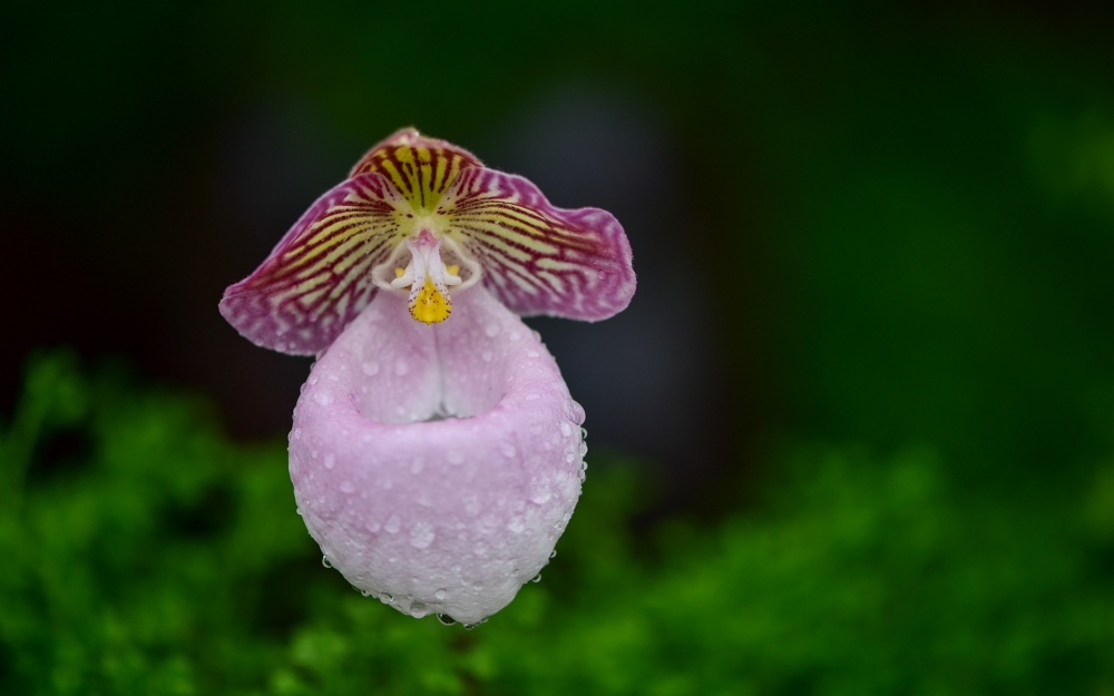 兜兰图片植物高清电脑桌面壁纸