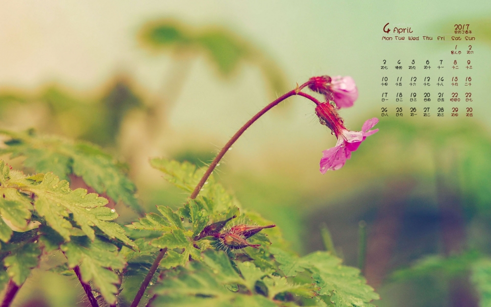 2017年4月唯美红色花卉植物高清图片日历壁纸