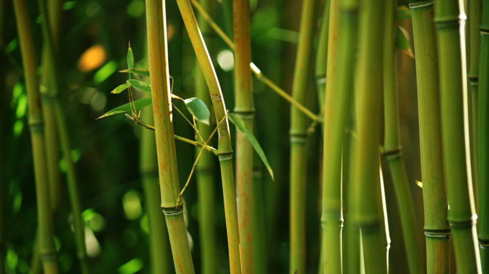 清新护眼绿色植物高清电脑壁纸