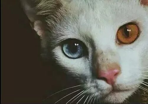 两只猫狗一个你足矣