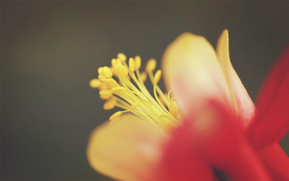 靓丽花蕊特写桌面壁纸