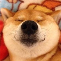 家里有只柴犬是一件多高兴的事情