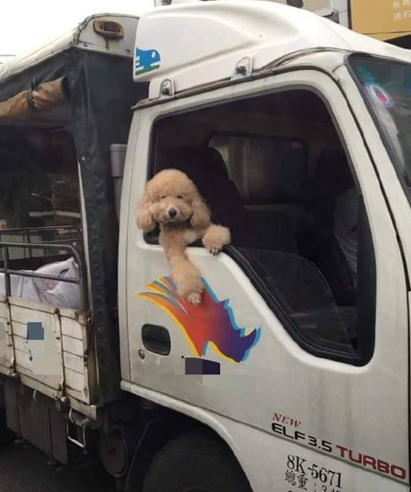 上车吗，泰迪的车。。。