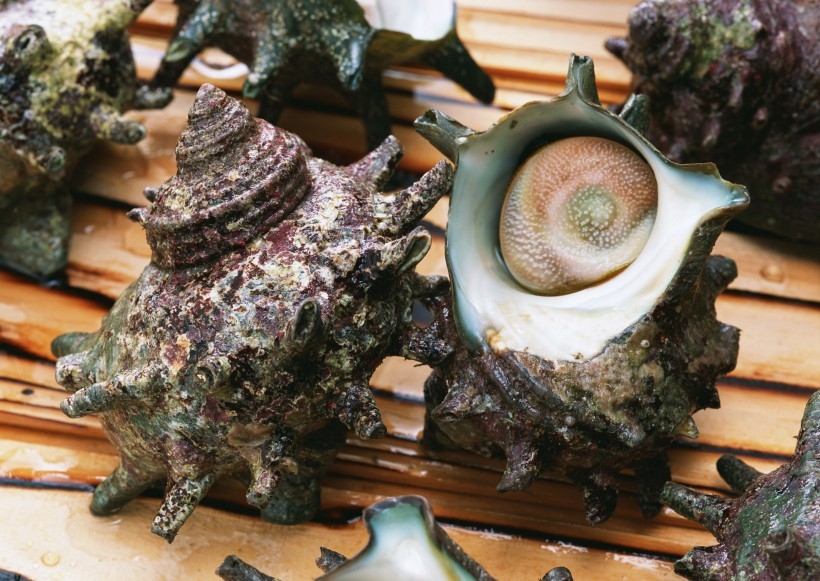 鲜嫩多汁的贝类海鲜图片