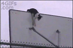 猫的身手有多好 感受下