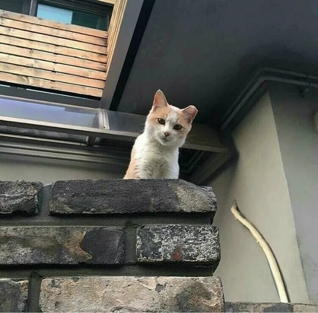 两只猫狗一个你足矣