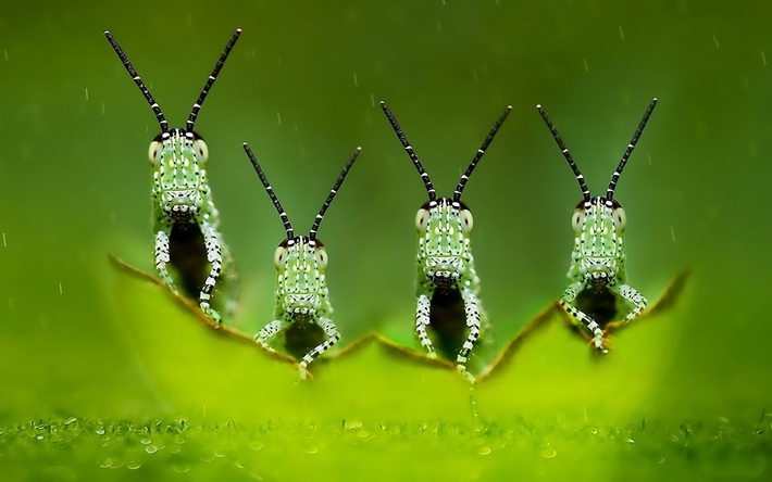 自然动物蚂蚱图片桌面壁纸