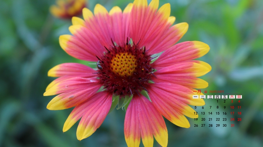 2015年1月日历壁纸精选大自然唯美高清花草植物图片合集下载5P