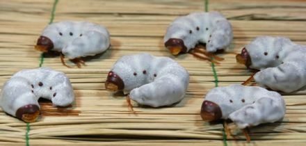 吃货慎点：日本重口味虫子巧克力