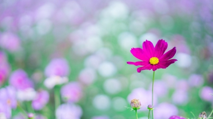 深秋格桑花摄影电脑壁纸