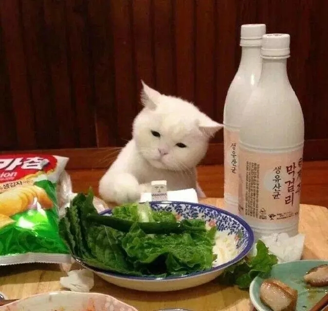 两只猫狗一个你足矣