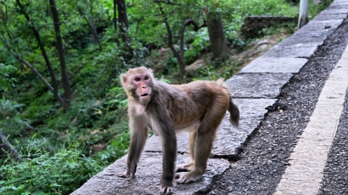 黔灵山上大师兄猴子电脑壁纸