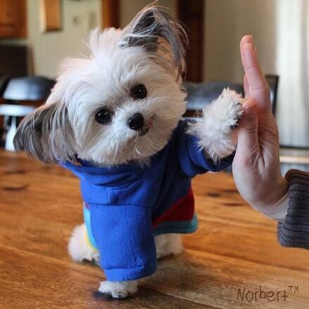 起风了：give me five！