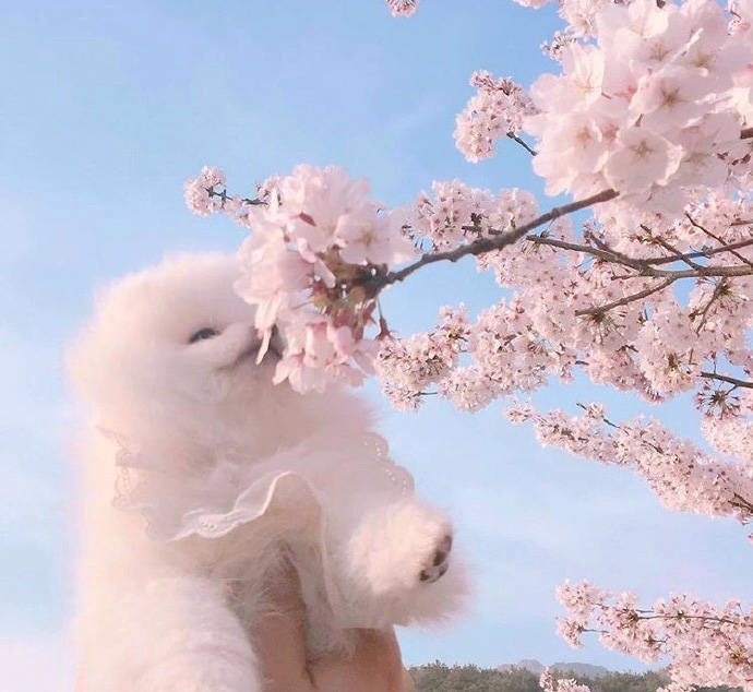 一只赏花的小博美.