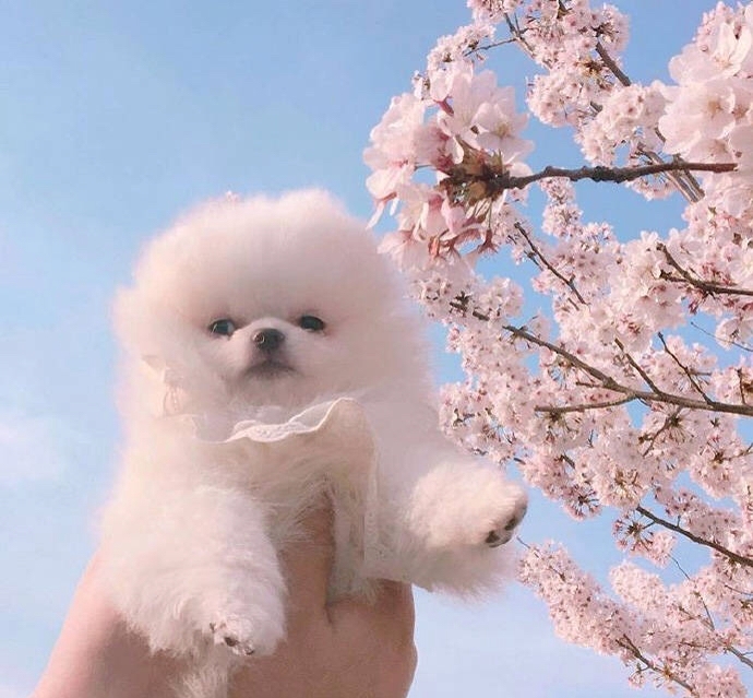 一只赏花的小博美.