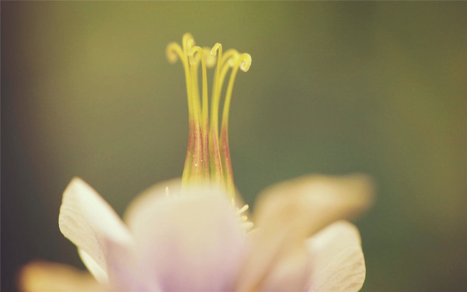 靓丽花蕊特写桌面壁纸